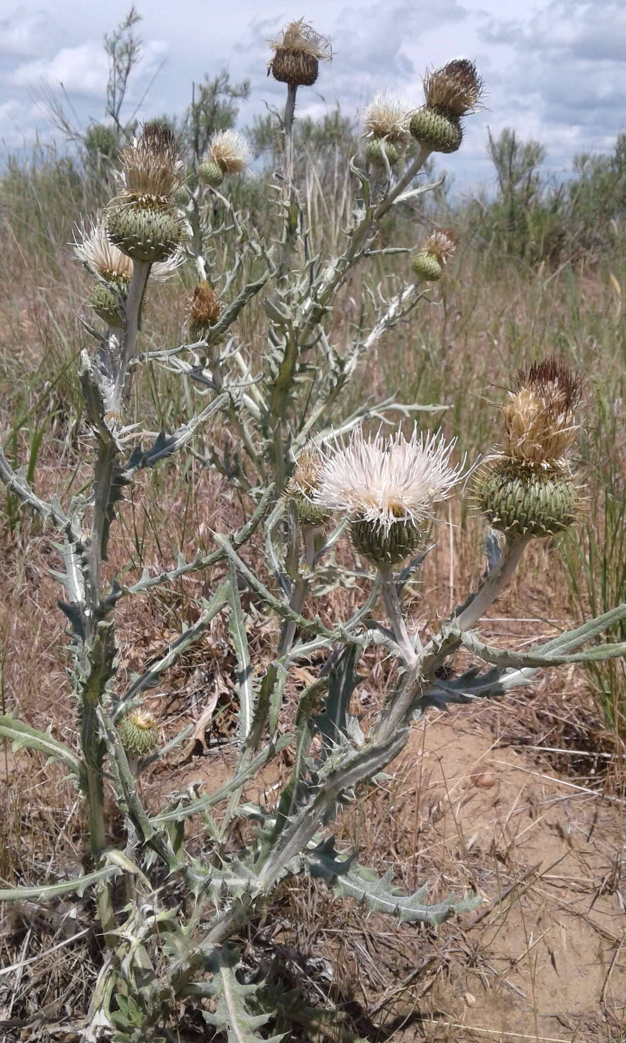 Image of prairie thistle