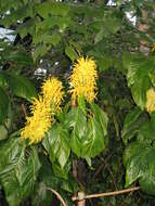 Image of Justicia aurea Schltdl.