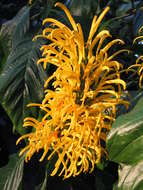 Image of Justicia aurea Schltdl.