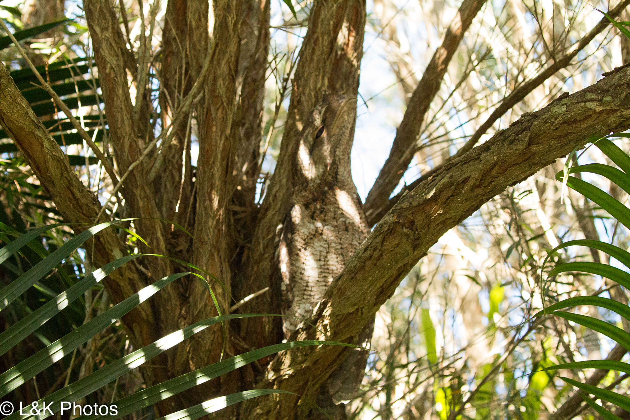 Image of Papuan Frogmouth