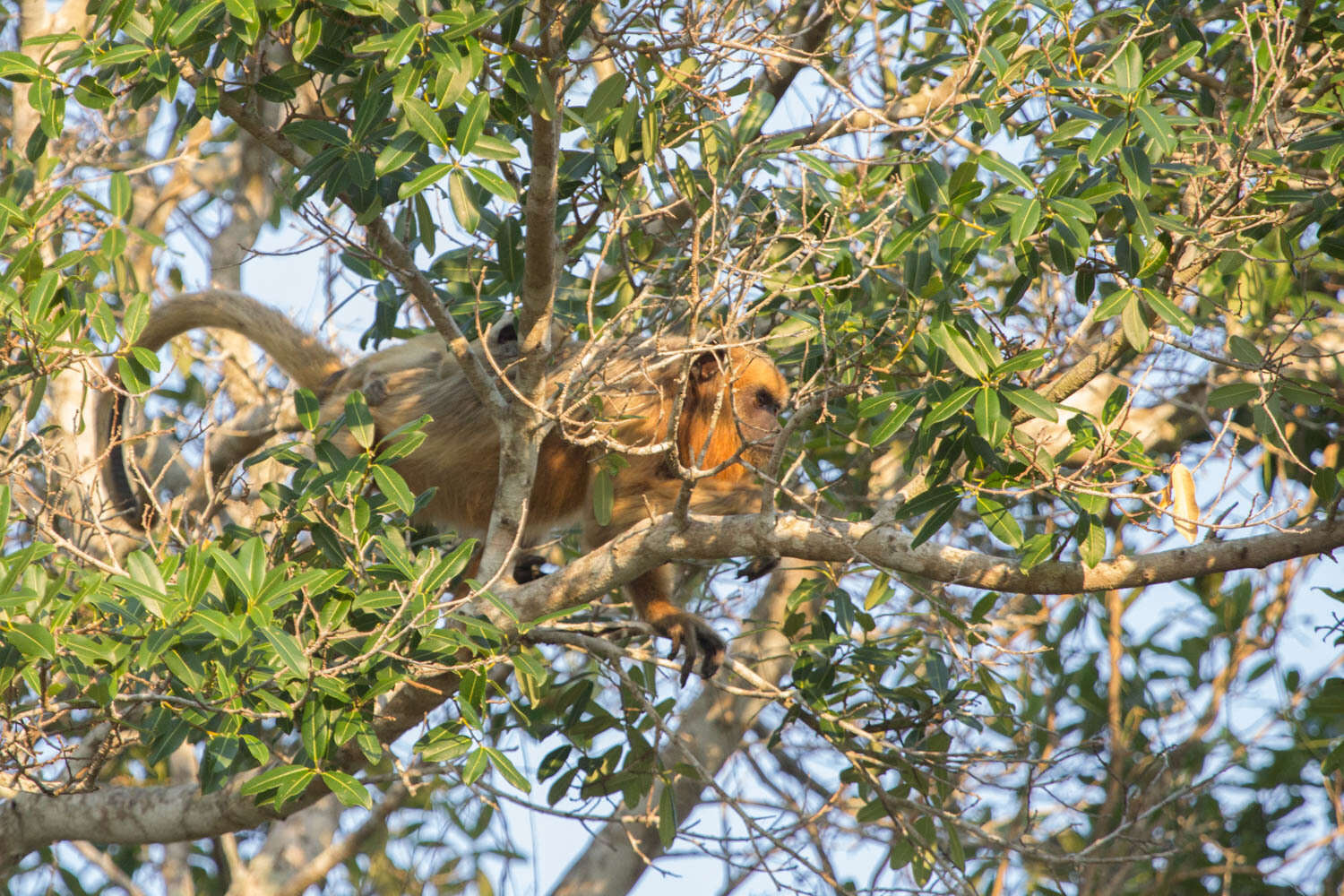 Plancia ëd Alouatta caraya (Humboldt 1812)