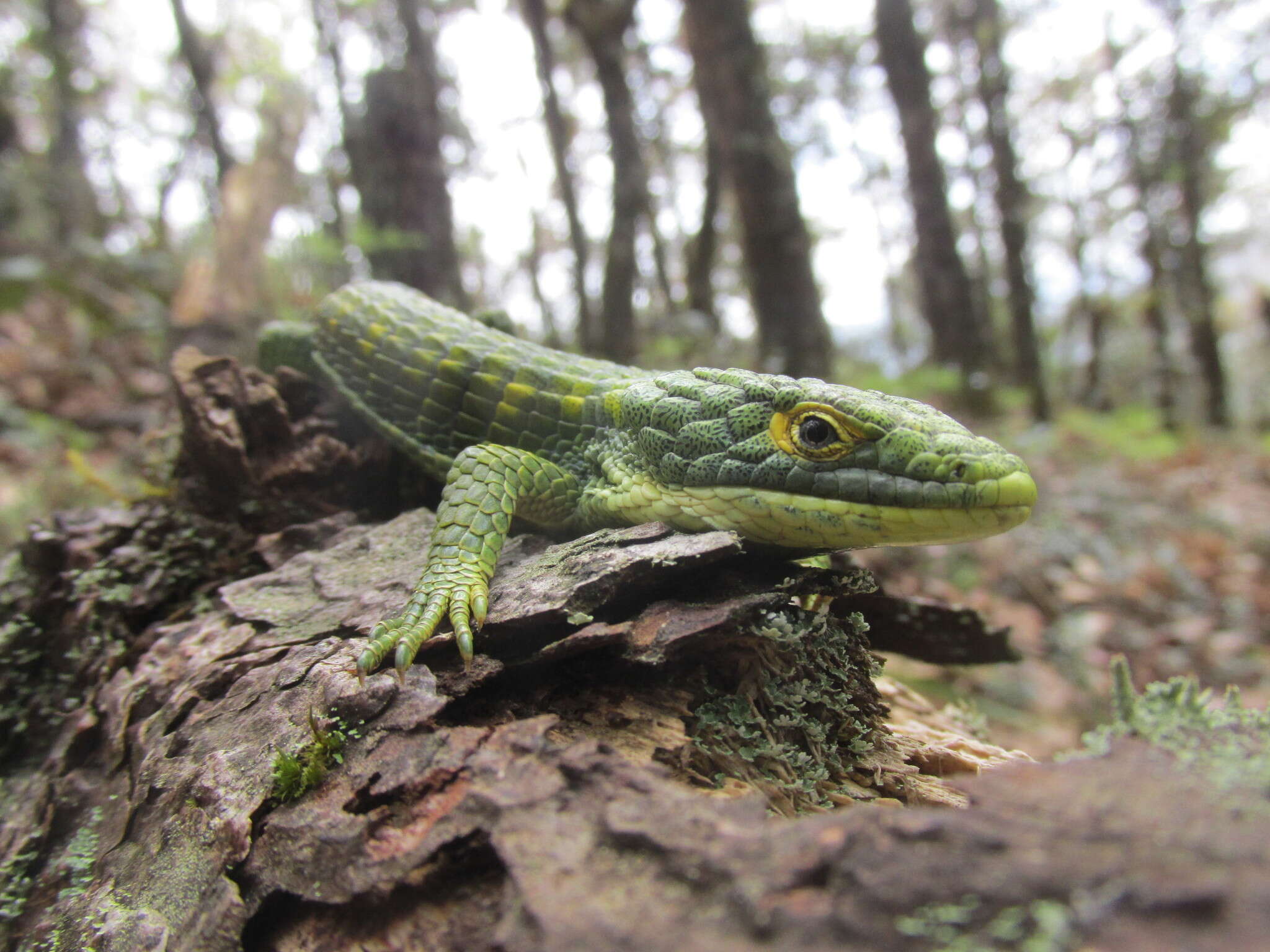 Слика од Abronia graminea (Cope 1864)