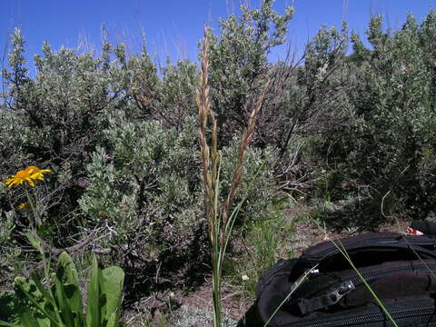 Image of rough fescue