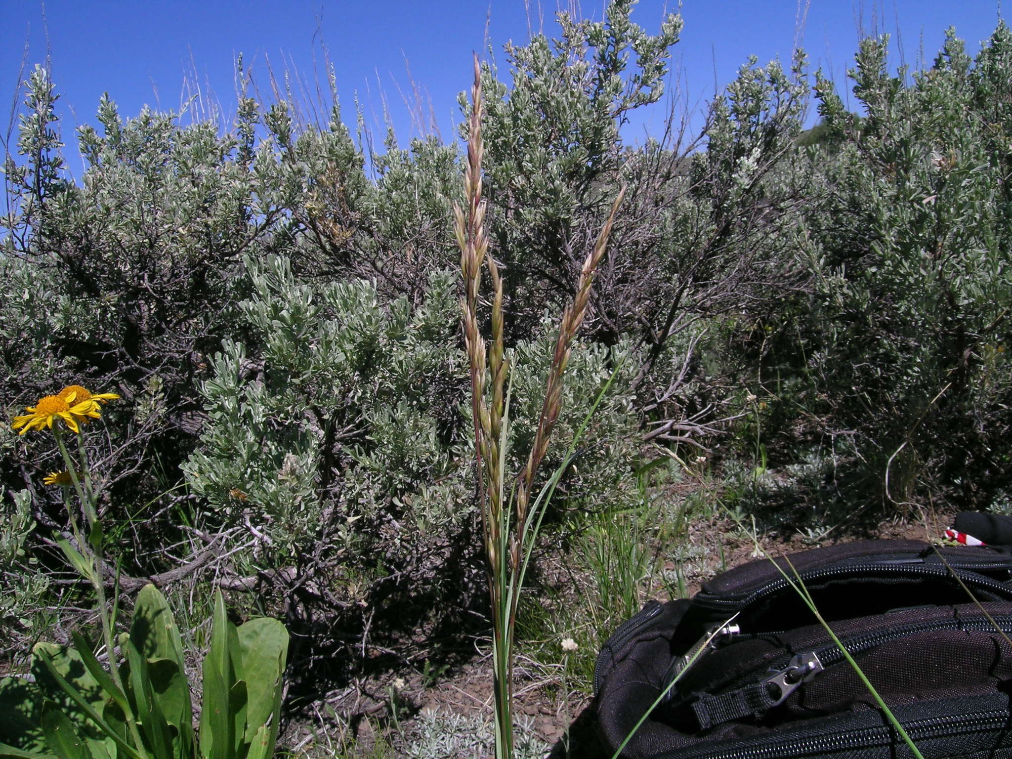 Plancia ëd Festuca campestris Rydb.