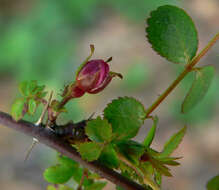 Image of pine rose