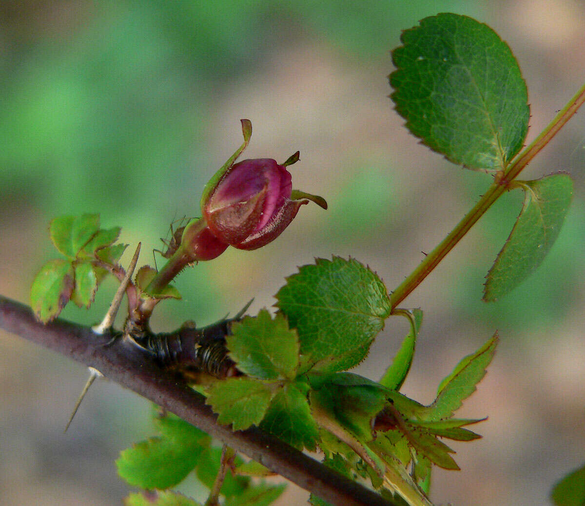 Image of pine rose