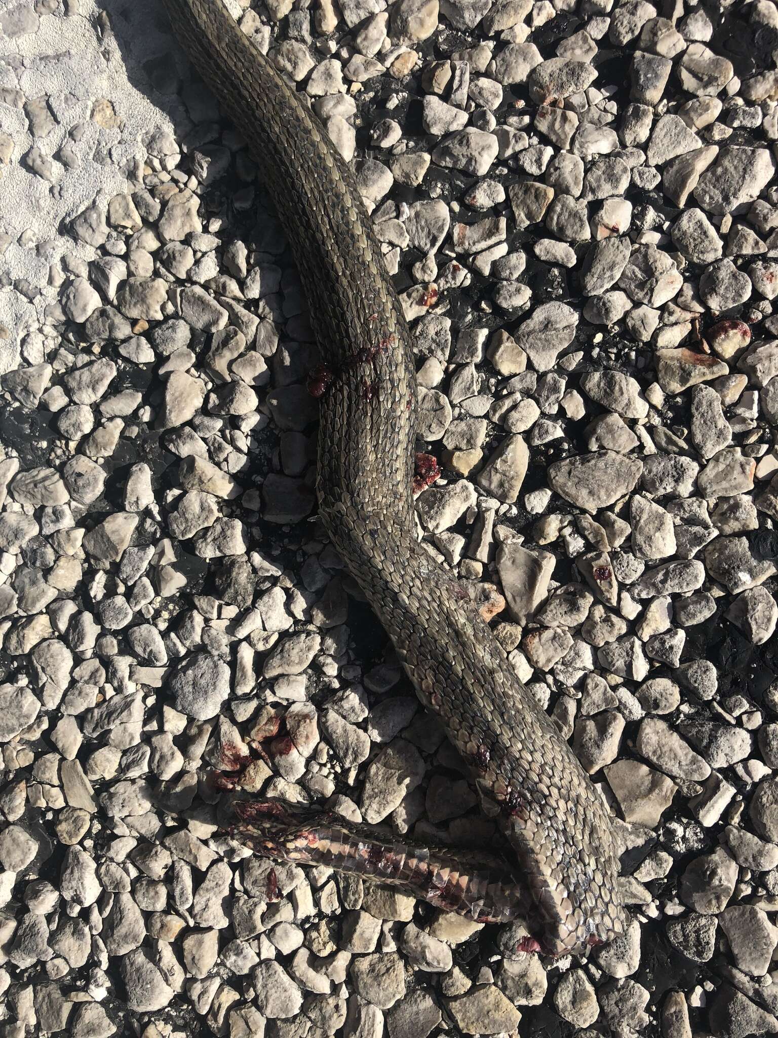 Image of Atlantic Salt Marsh Snake