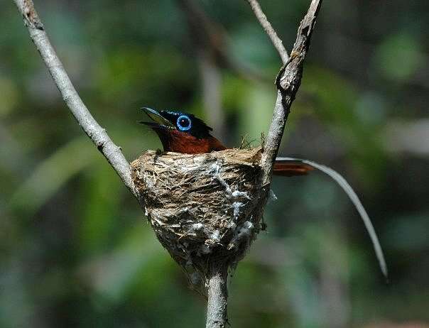 Image de Gobemouche paradis malgache