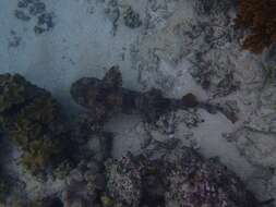 Image of Ornate Wobbegong