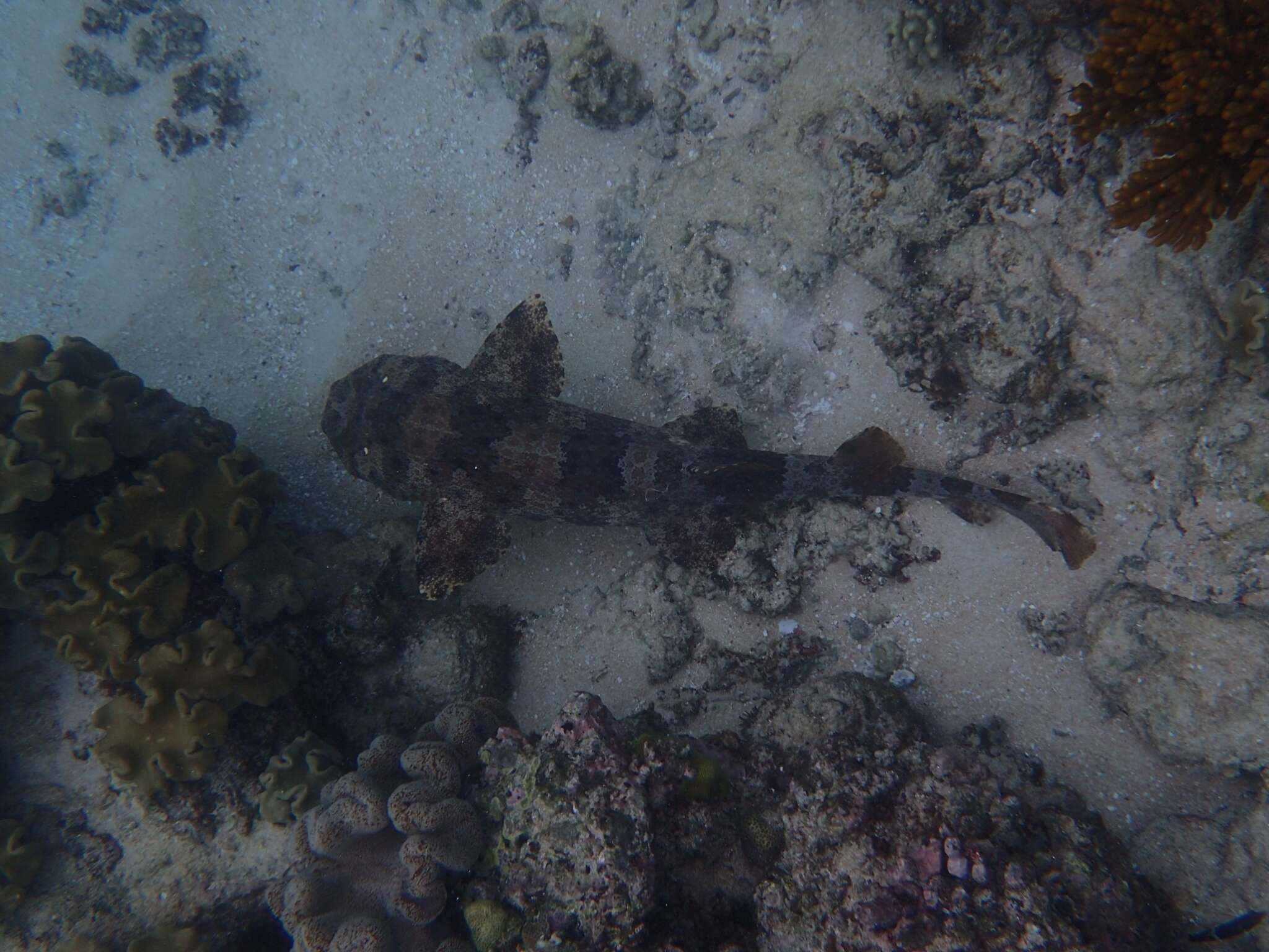 Image of Ornate Wobbegong