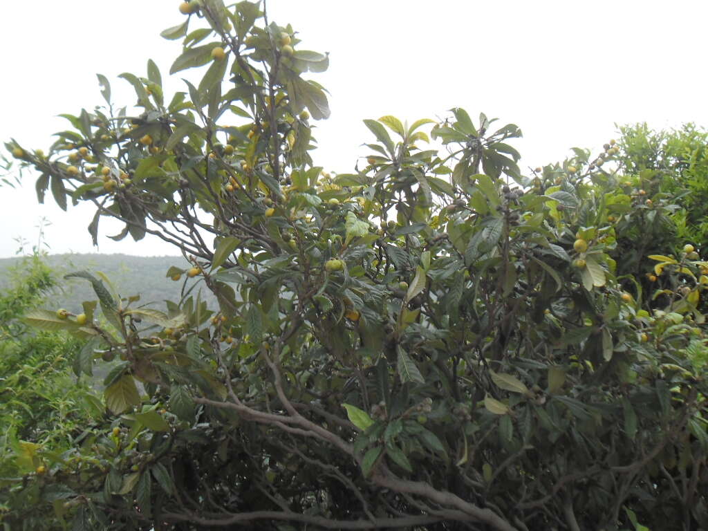 Image of loquat