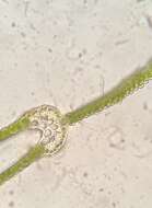 Image of fissidens moss