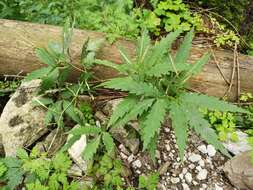 Image of Cardamine glanduligera O. Schwarz