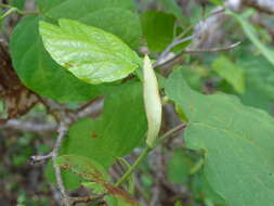 Image of Neomillspaughia emarginata (Gross) S. F. Blake