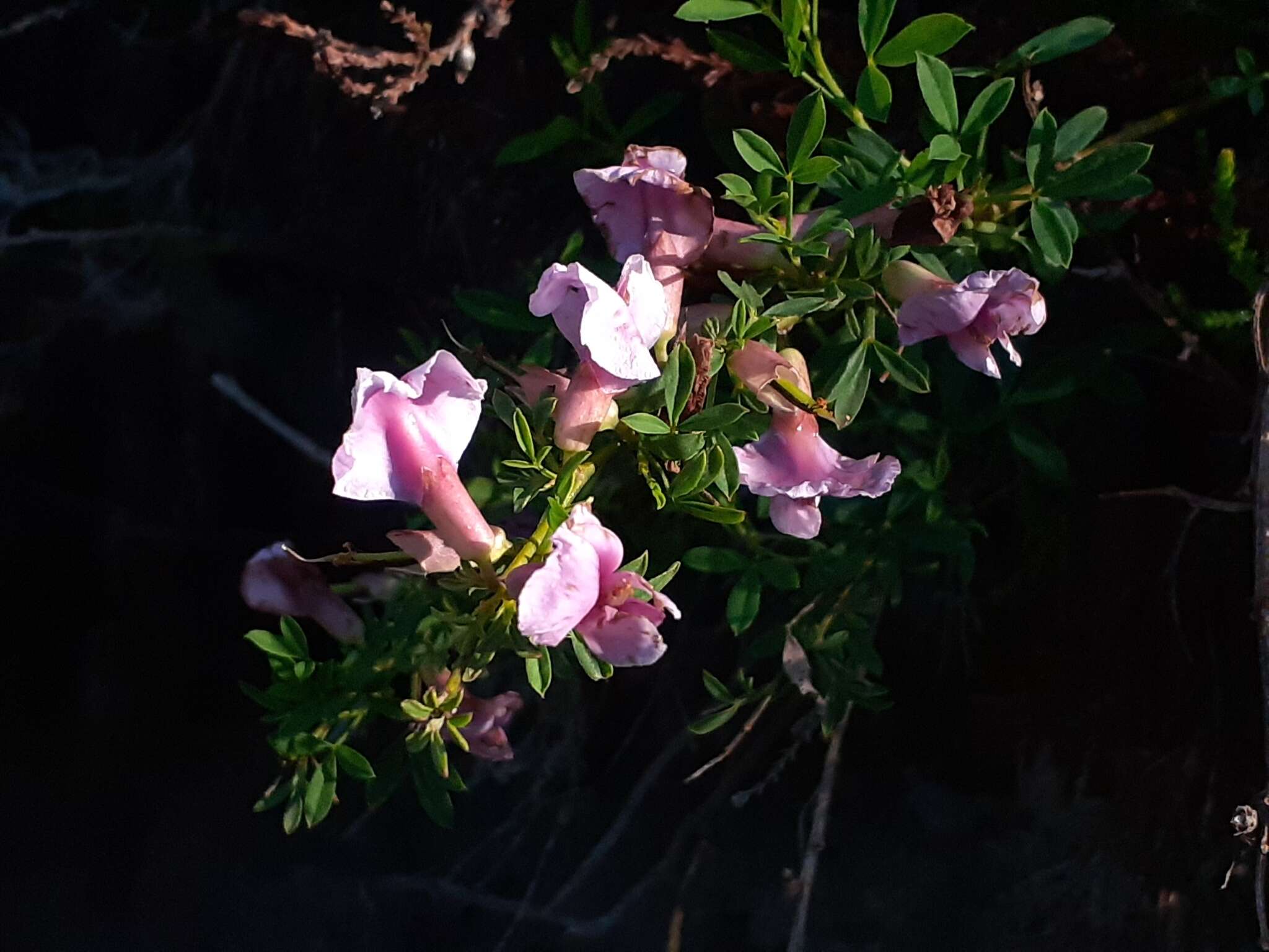 Cytisus purpureus Scop.的圖片