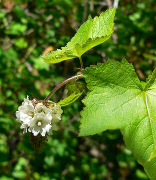 Image of checkerbloom