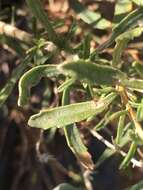 Image of alkali goldenbush