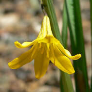 Image of yellow triteleia