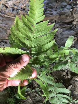 Image of Rough-Hairy Waterfall Fern