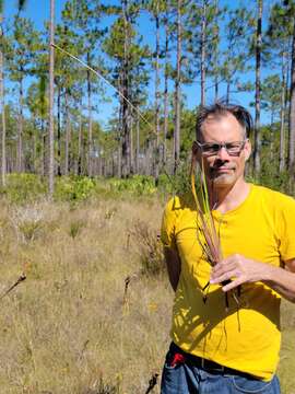 Image of Pineland Yellow-Eyed-Grass