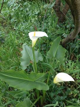 Image of calla lily