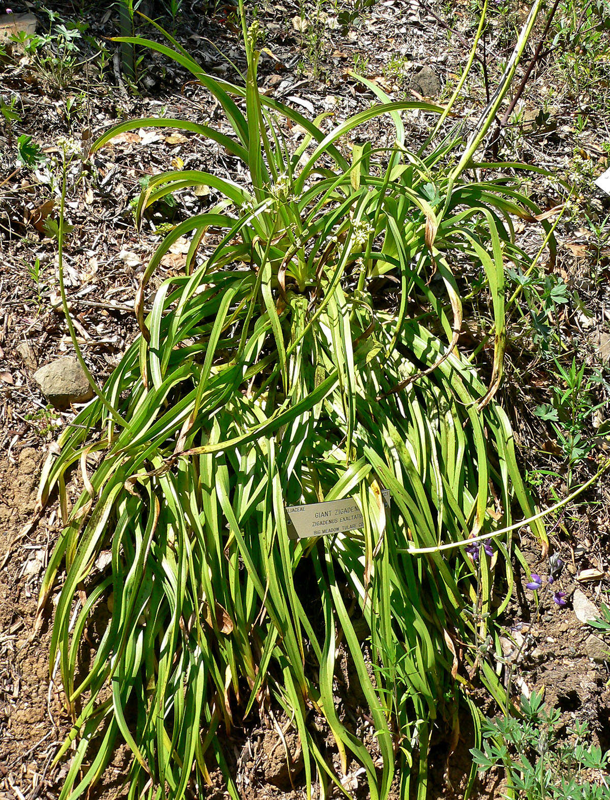 Image of giant deathcamas