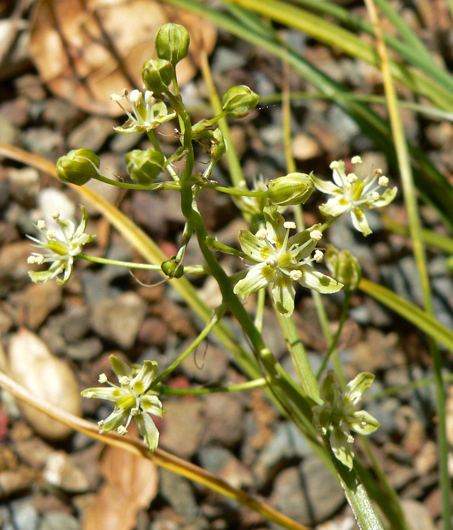 Image of Small-Flower Poison Camas