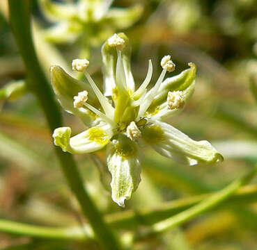 Image of Small-Flower Poison Camas