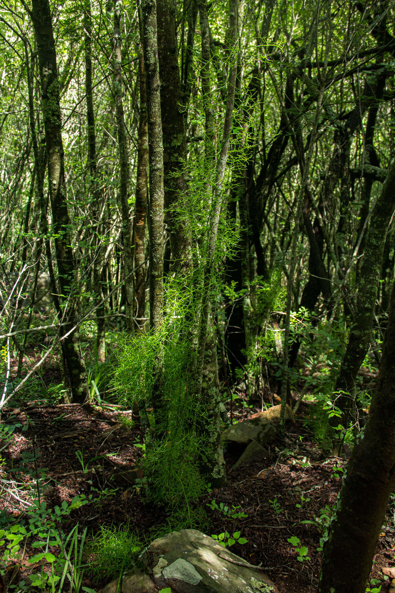 Image of Bowiea volubilis subsp. volubilis