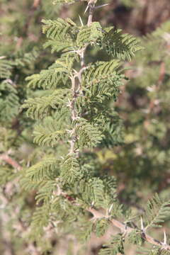 Vachellia luederitzii (Engl.) Kyal. & Boatwr.的圖片