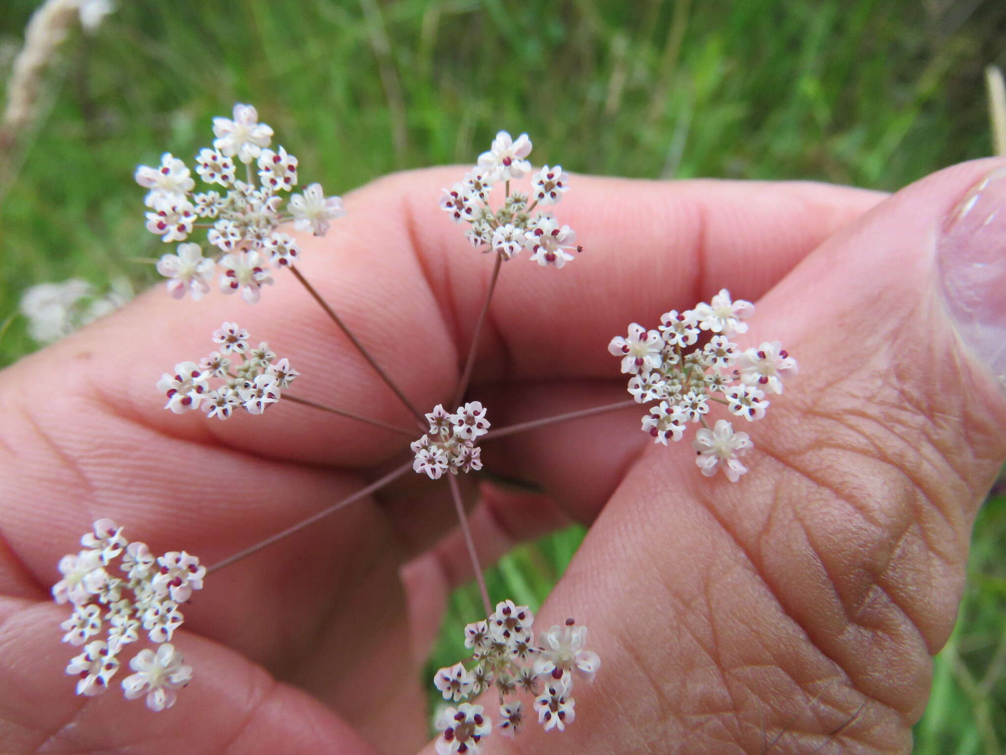 Image of Carum verticillatum (L.) W. D. J. Koch