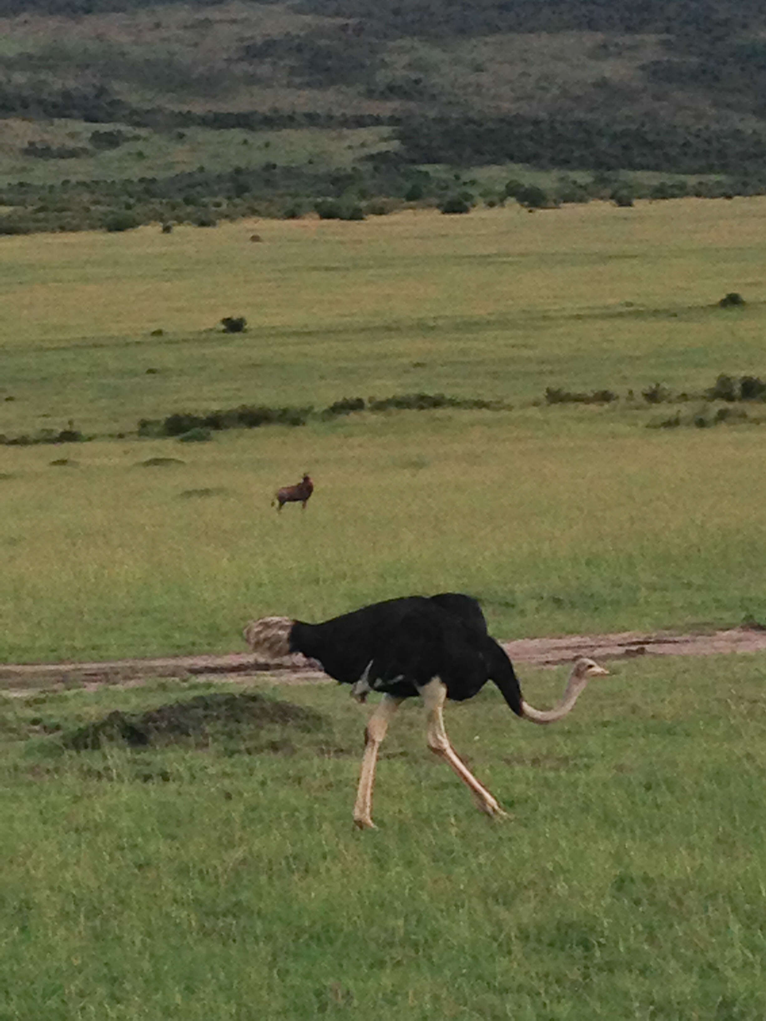 Image of Masai ostrich