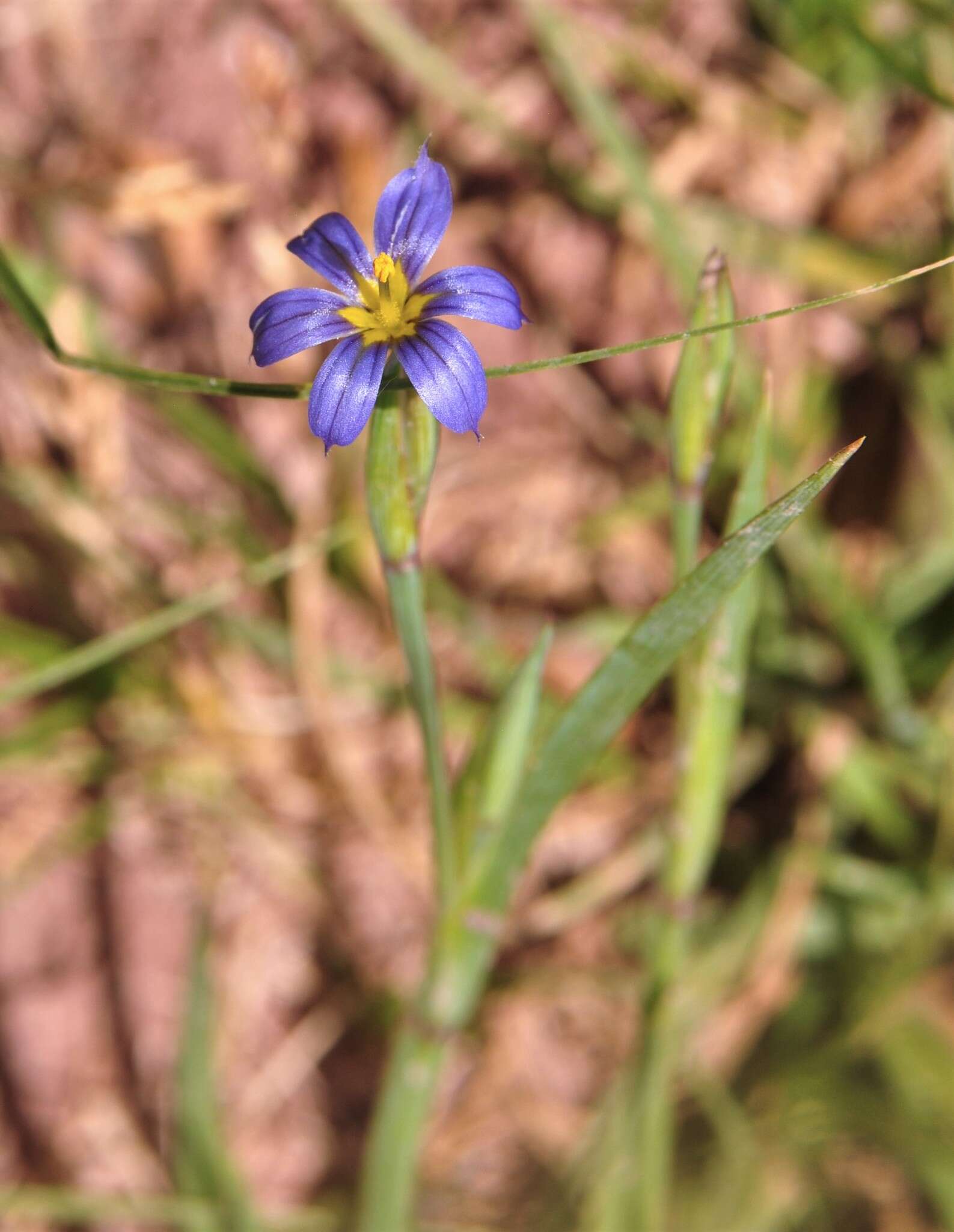 Image of Stiff Blue-Eyed-Grass