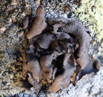 Image of manyroot navel lichen