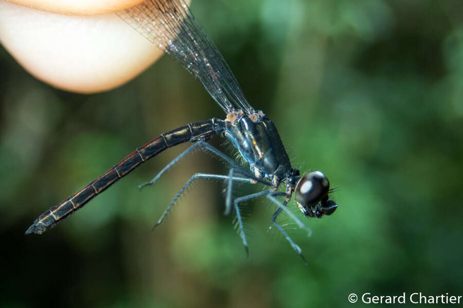 Libellago hyalina (Selys 1859)的圖片