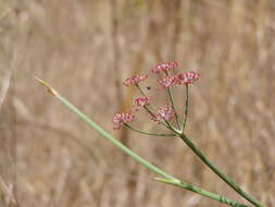 Image of fennel