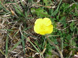 Ranunculus bulbosus L.的圖片