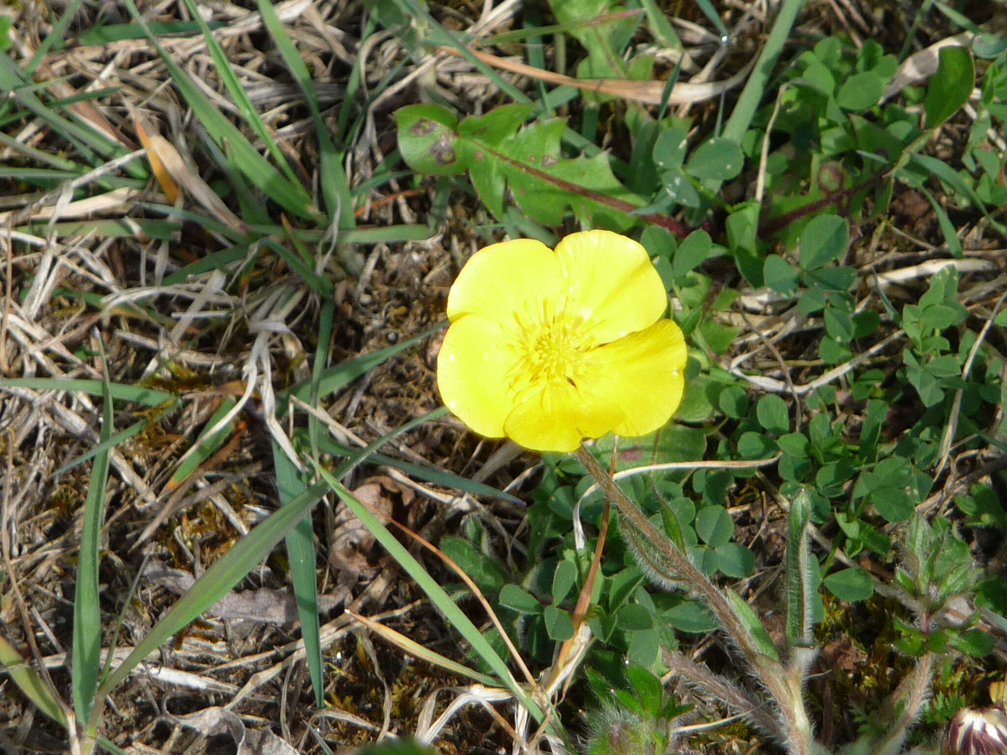 Ranunculus bulbosus L.的圖片