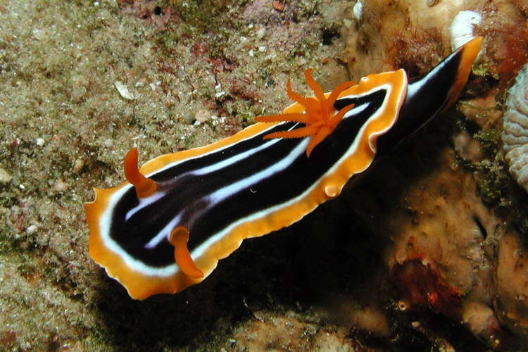 Image of Chromodoris africana Eliot 1904