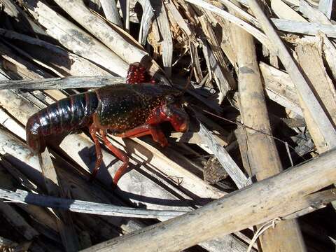 Image of Procambarus clarkii