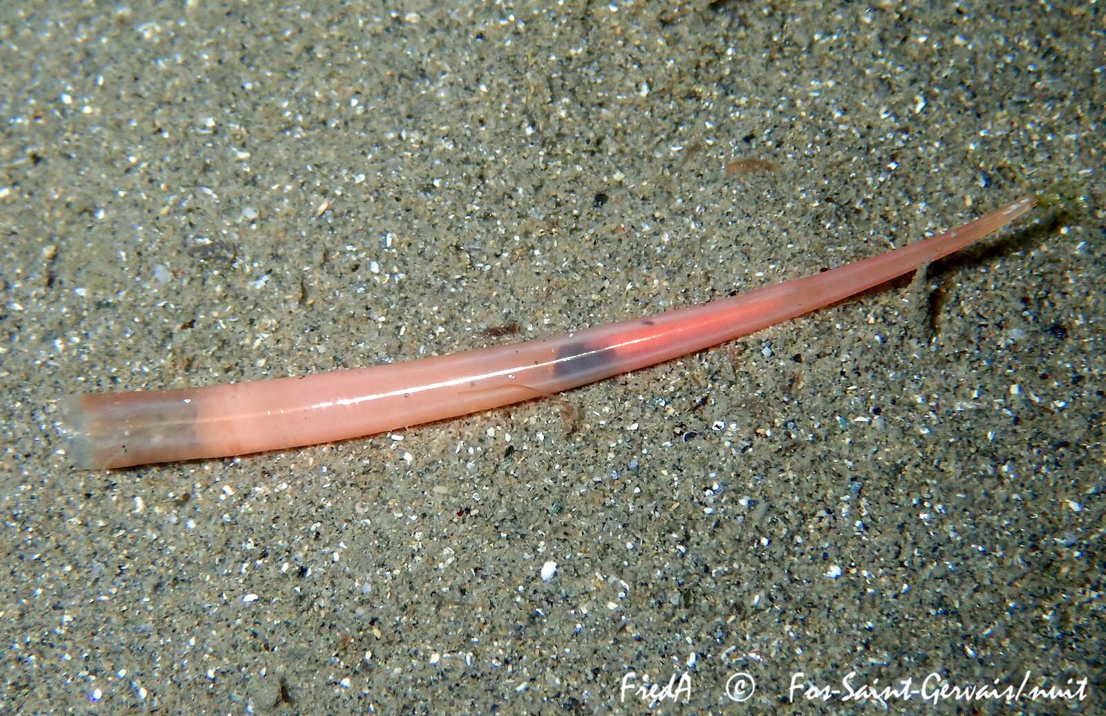 Image of Fustiariidae Steiner 1991