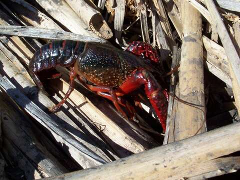 Image of Procambarus clarkii