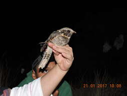 Image of Buff-collared Nightjar