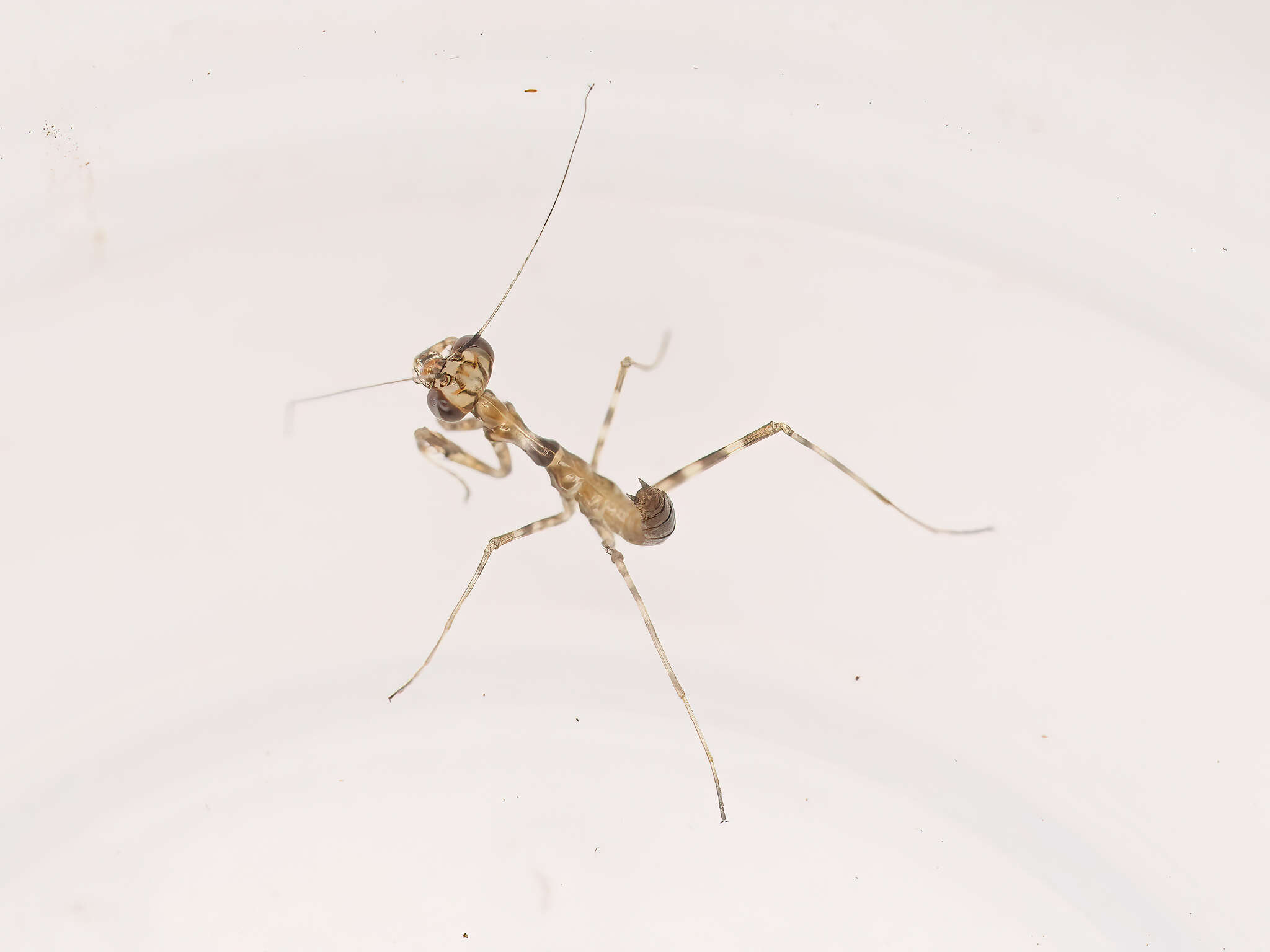 Image of Egyptian praying mantis