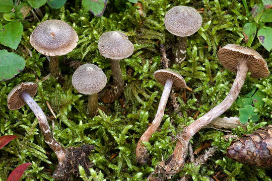 Image of Cortinarius flexipes (Pers.) Fr. 1838