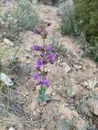 Image of Penstemon lentus var. lentus