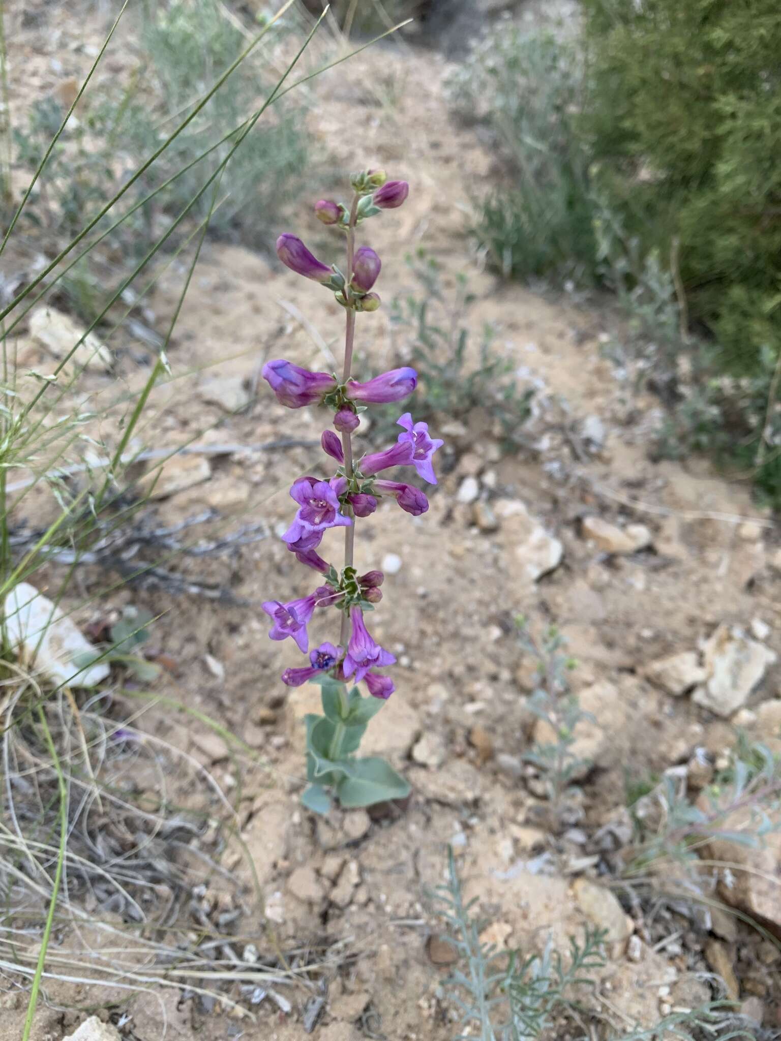 Image of Penstemon lentus var. lentus