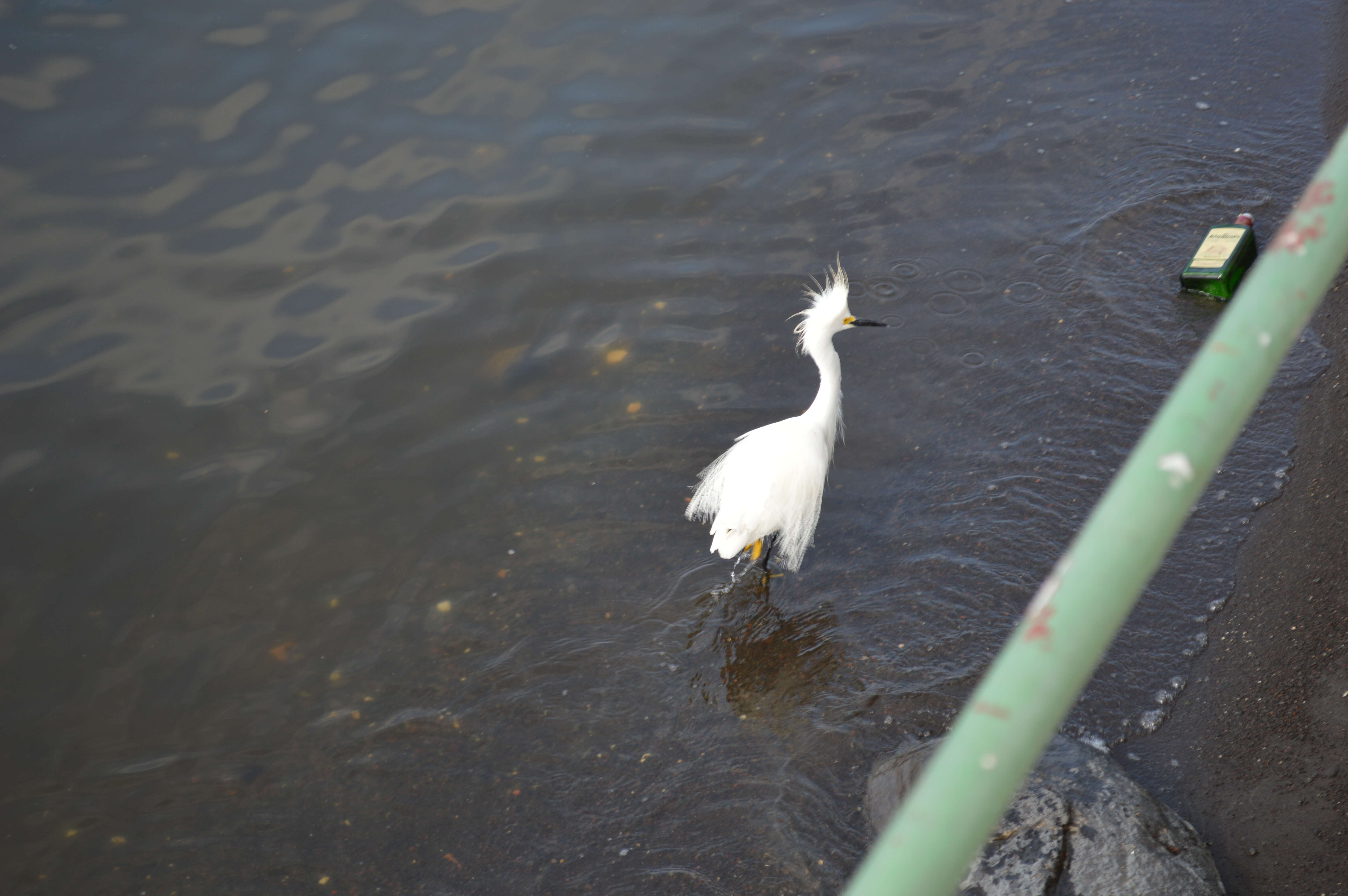 Image of Snowy Egret