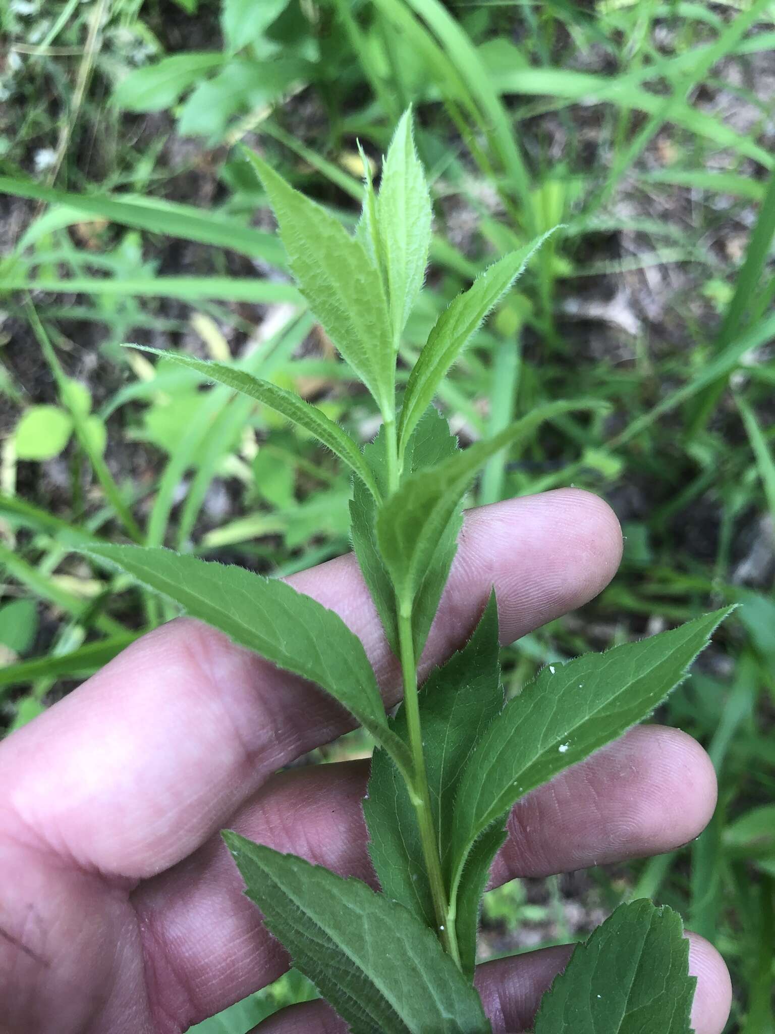 Image of <i>Solidago <i>ulmifolia</i></i> var. ulmifolia