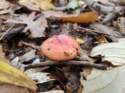 Image de Russula paraemetica Reumaux 1997